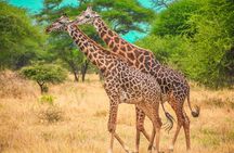 From Zanzibar Day Safari Tour to Mikumi National Park