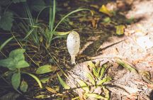 Learn to forage in Llangollen