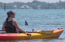 Sarasota Mangrove Tunnel Guided Kayak Adventure
