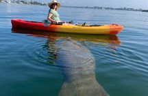 Sarasota Mangrove Tunnel Guided Kayak Adventure