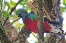 Monteverde Birdwatching Tour at Curicancha Reserve