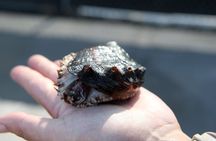 Abalone Farm Tour