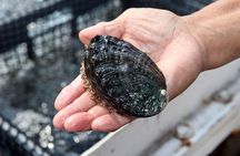 Abalone Farm Tour