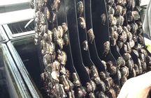 Abalone Farm Tour