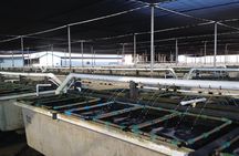 Abalone Farm Tour