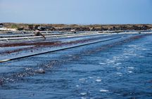 Abalone Farm Tour