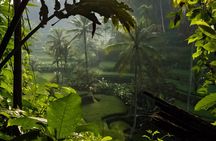 Ubud Day Tour - Top Things to do in Ubud + Local Ubud Guide 
