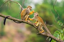 Amazon Jungle & Cultural Expedition 2-Day Tour