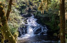 Ketchikan Magical Old-Growth Creek Trek Guided Tour