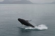 Guided Whale Watching Experience from Reykjavik