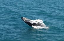 Guided Whale Watching Experience from Reykjavik