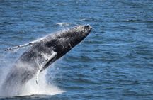 Guided Whale Watching Experience from Reykjavik