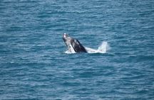 Guided Whale Watching Experience from Reykjavik