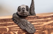 Los Cabos turtle release conservation program