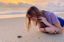 Los Cabos turtle release conservation program