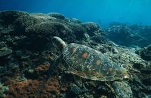 Snorkeling Manta Rays and Land Tour Nusa Penida <> All-Included
