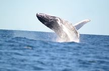 Swim with Whales in Gold Coast