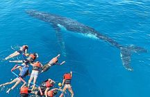 Swim with Whales in Gold Coast