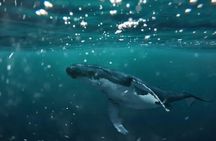 Swim with Whales in Gold Coast
