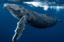 Swim with Whales in Gold Coast