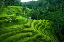 Ubud Private Tours with Jungle Swing Experience - all inclusive