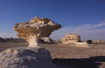 Full Day Private Bahariya Oasis and White Desert Tour from Cairo