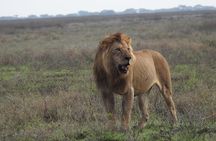 4 Days Best Budget Tanzania Camping Safaris