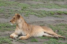 4 Days Best Budget Tanzania Camping Safaris