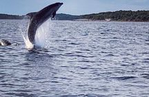 Dolphin Sunrise Adventure with Speedboat