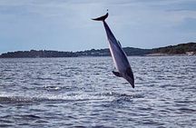 Dolphin Sunrise Adventure with Speedboat