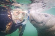 Small Group Manatee Snorkel Tour with In-Water Guide and Photographer