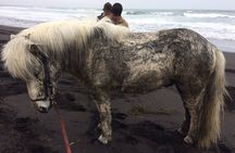 Family Horse Riding Tour in Thorlakshofn