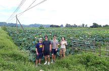 Motorbike Tour around Ninh Binh