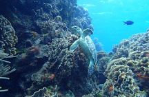 Cozumel Snorkel Experience! El Cielo Beach & Reef from Tulum City