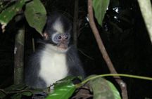 Bukit lawang tour 3days-2 night jungle trekking including rafting