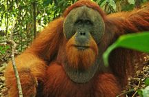 Bukit lawang tour 3days-2 night jungle trekking including rafting
