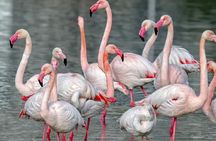 Combo: Cagliari Old Town and the Oasis of Flamingos 