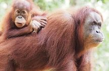 5 Day's 4 Night's jungle Tour trekking in Bukit Lawang 