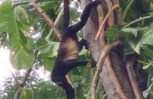 Sloths in the Rain Forest and Safari by the River 