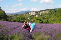 Lavender Full-day Tour in Sault From AIX-EN-PROVENCE