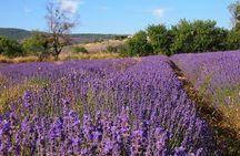 Lavender Full-day Tour in Sault From AIX-EN-PROVENCE