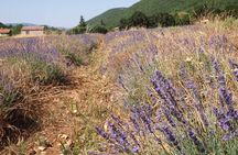 Lavender Full-day Tour in Sault From AIX-EN-PROVENCE