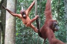 Bukit lawang tour 3days-2 night jungle trekking including rafting