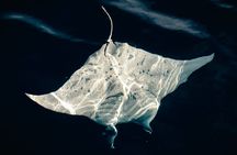 Night Manta Snorkel Tour
