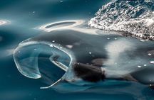 Night Manta Snorkel Tour
