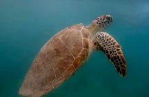 San Juan Guided Snorkel With Turtles Tour and Videos