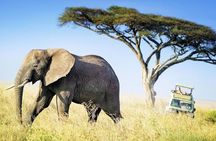4 Days Budget Camp Safari Serengeti, Ngorongoro Crater and Tarangire Park