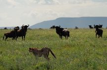 4 Days Budget Camp Safari Serengeti, Ngorongoro Crater and Tarangire Park