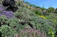 Prague´s Hidden Vineyards Private Tour 