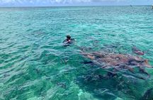 Turtle Garden Snorkeling Tour and Island Break 